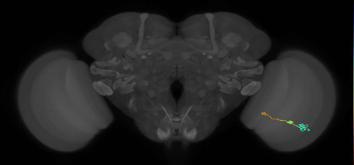 Tm6_R (MaleCNS:98717)