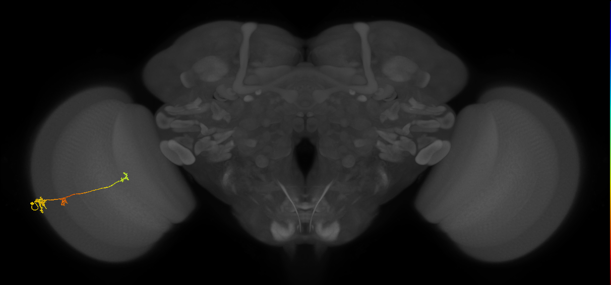 Tm6_L (MaleCNS:533487)