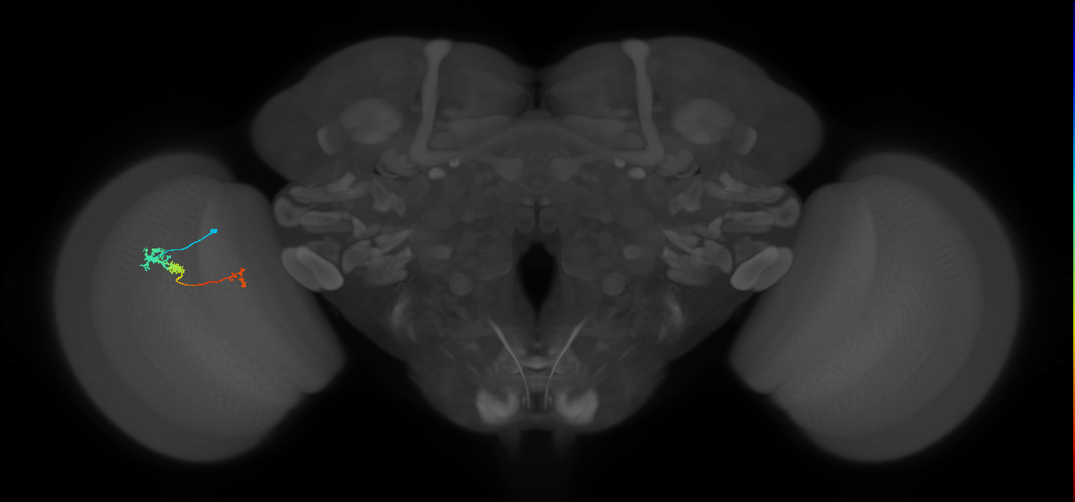 Tm6_L (MaleCNS:529900)