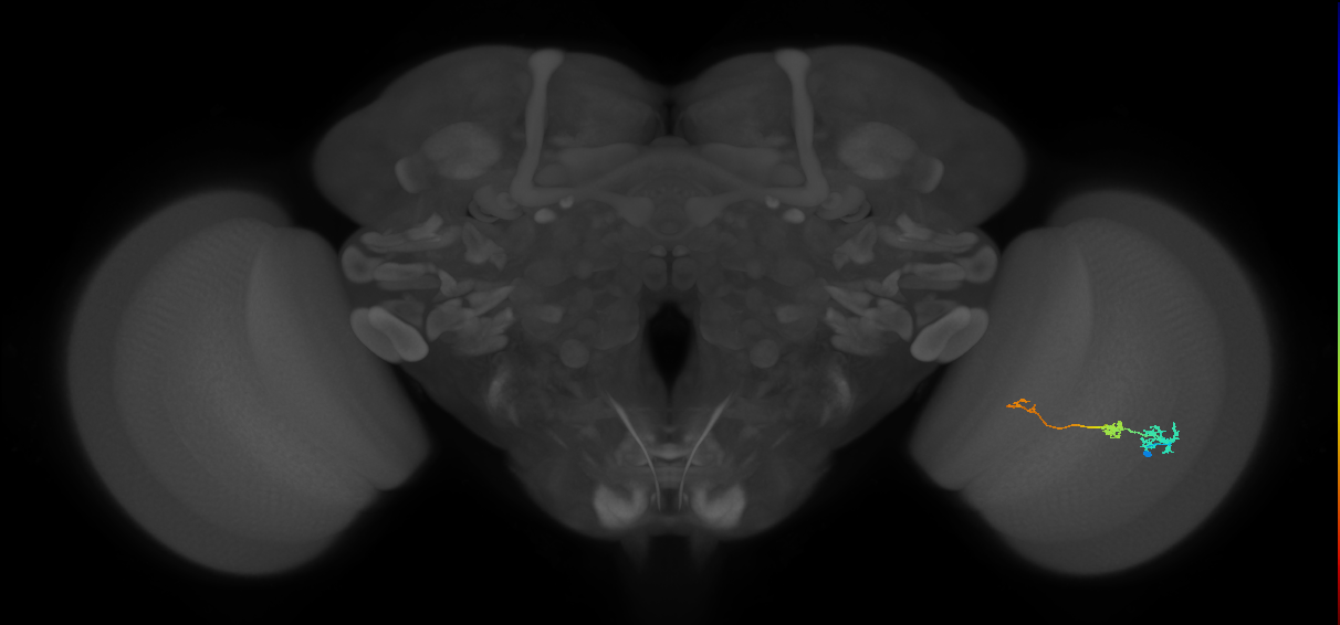 Tm6_R (MaleCNS:97594)