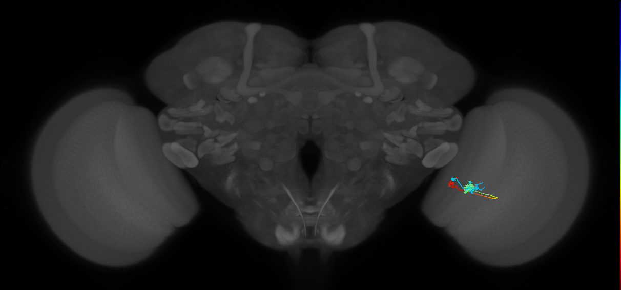 Tm6_R (MaleCNS:108348)