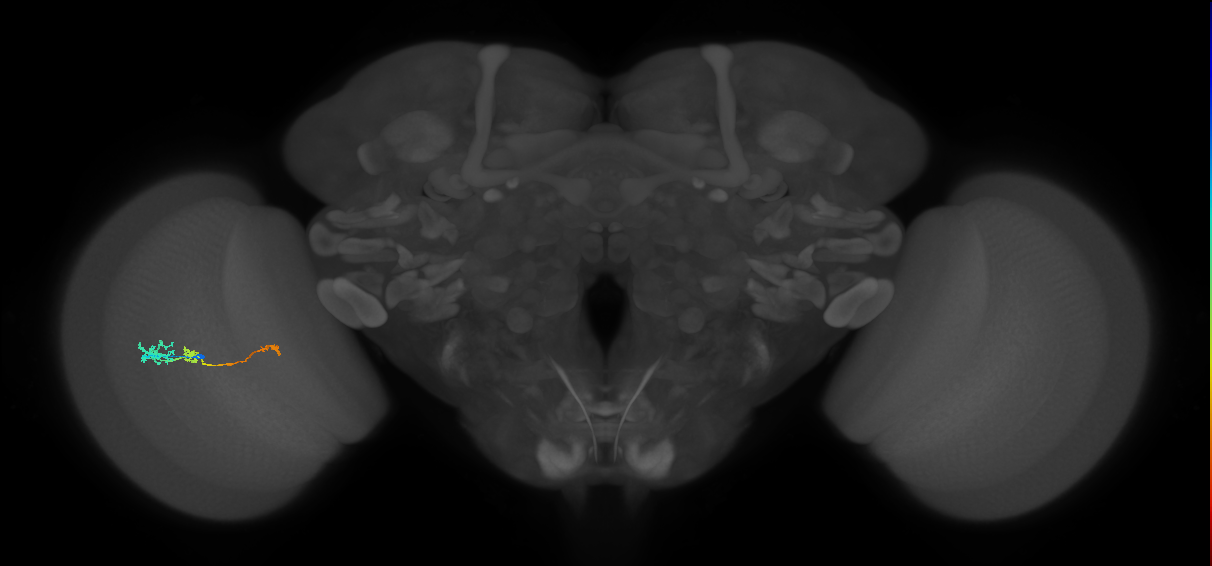Tm6_L (MaleCNS:104578)