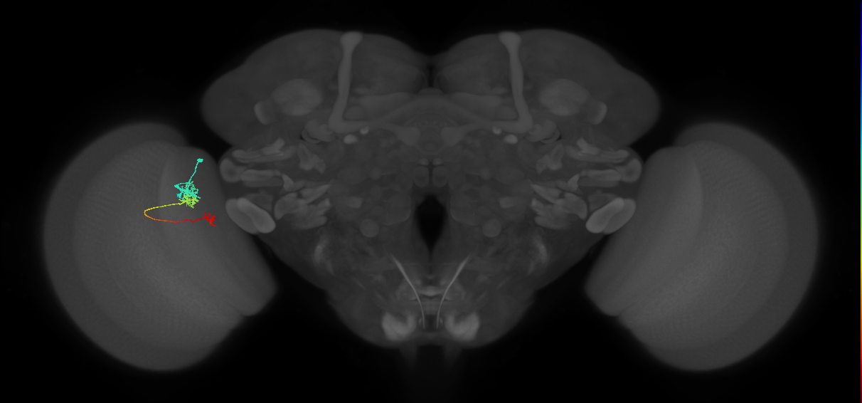Tm6_L (MaleCNS:68371)