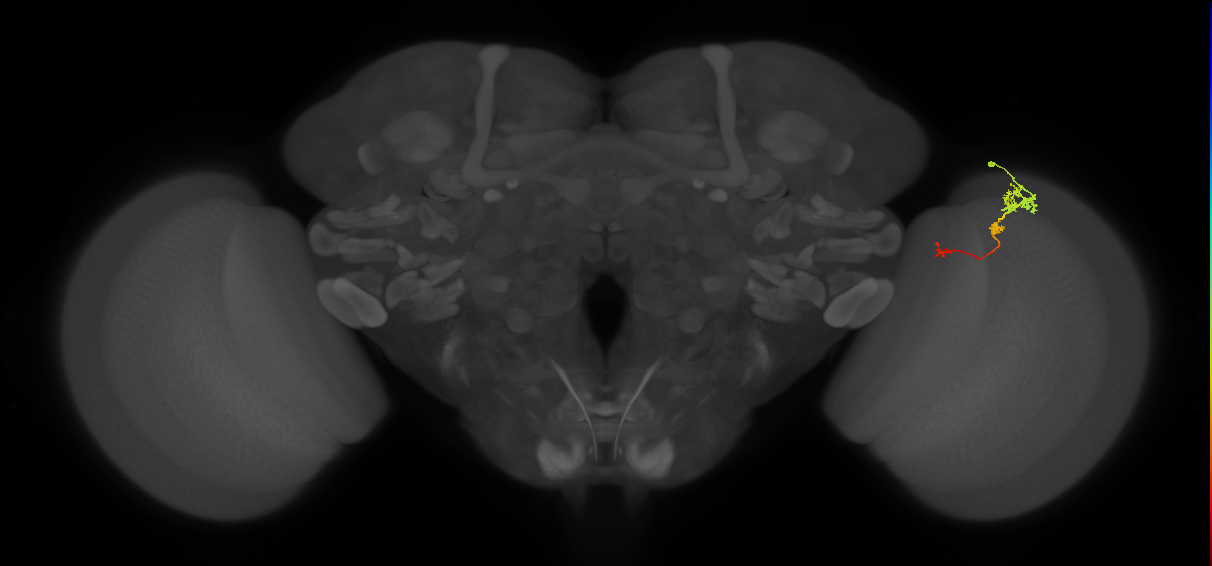 Tm6_R (MaleCNS:104559)