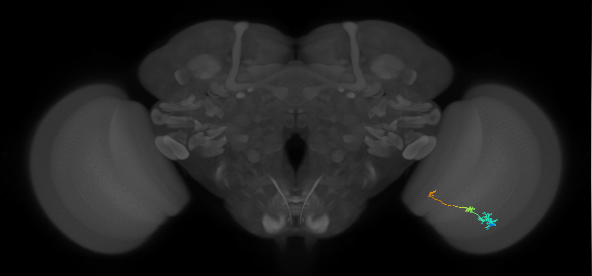 Tm6_R (MaleCNS:105060)