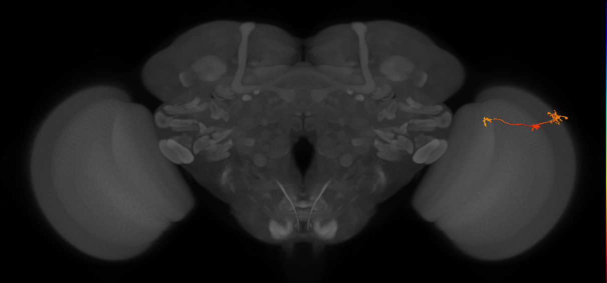 Tm6_R (MaleCNS:112984)