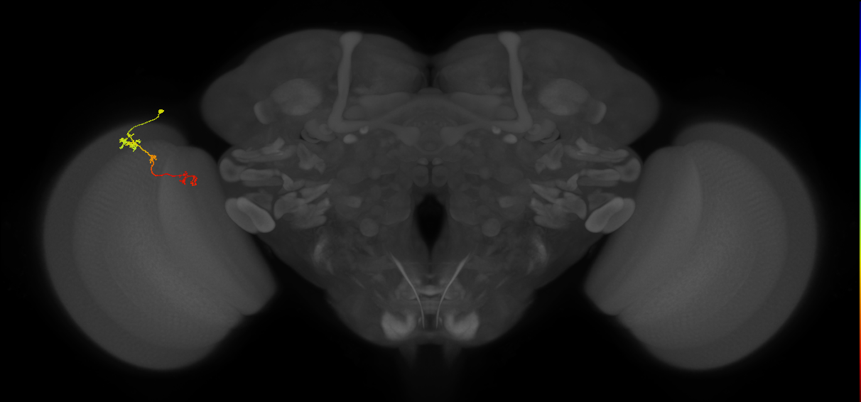 Tm6_L (MaleCNS:171347)