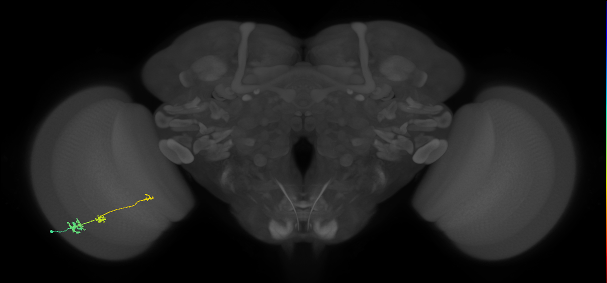 Tm6_L (MaleCNS:96406)
