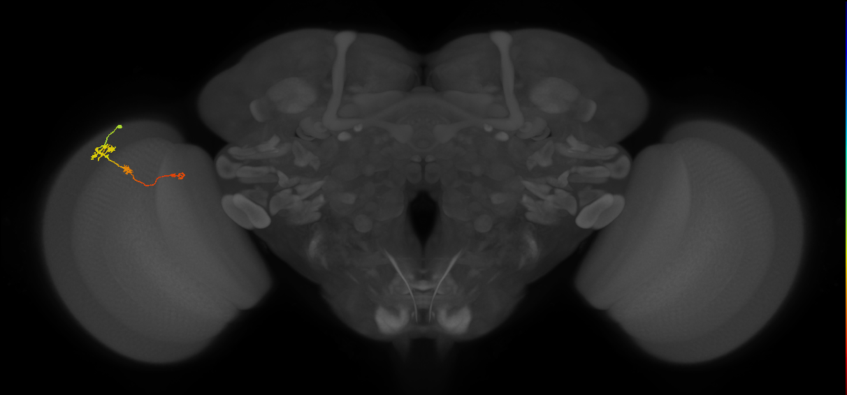 Tm6_L (MaleCNS:116662)