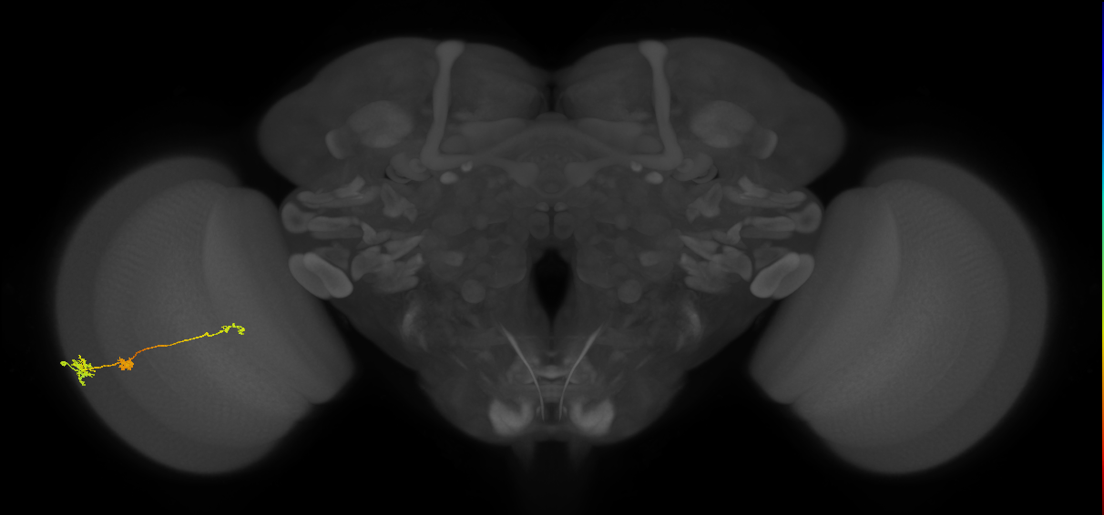 Tm6_L (MaleCNS:101271)