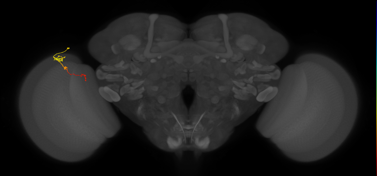 Tm6_L (MaleCNS:120808)