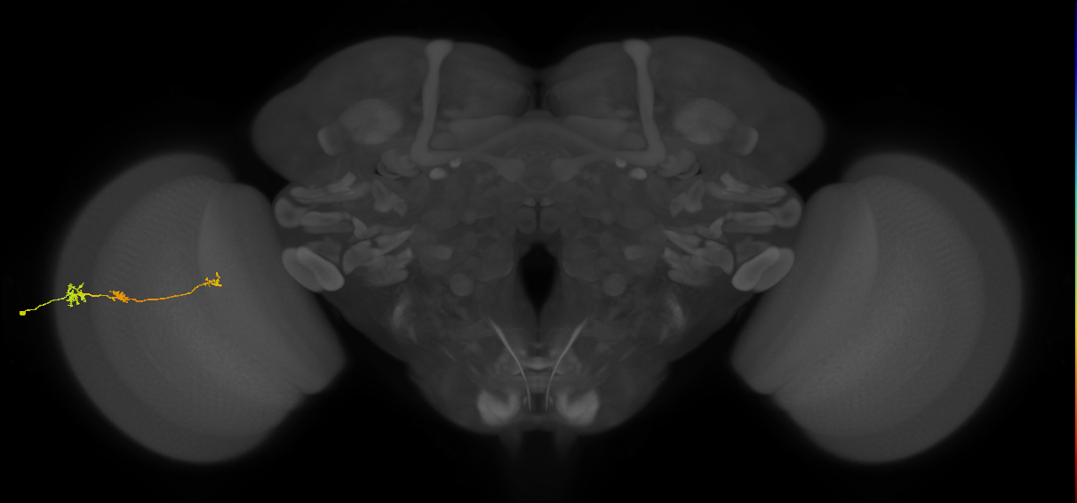 Tm6_L (MaleCNS:132541)
