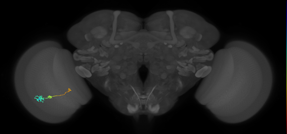 Tm6_L (MaleCNS:542174)