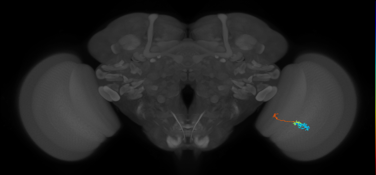 Tm6_R (MaleCNS:113746)