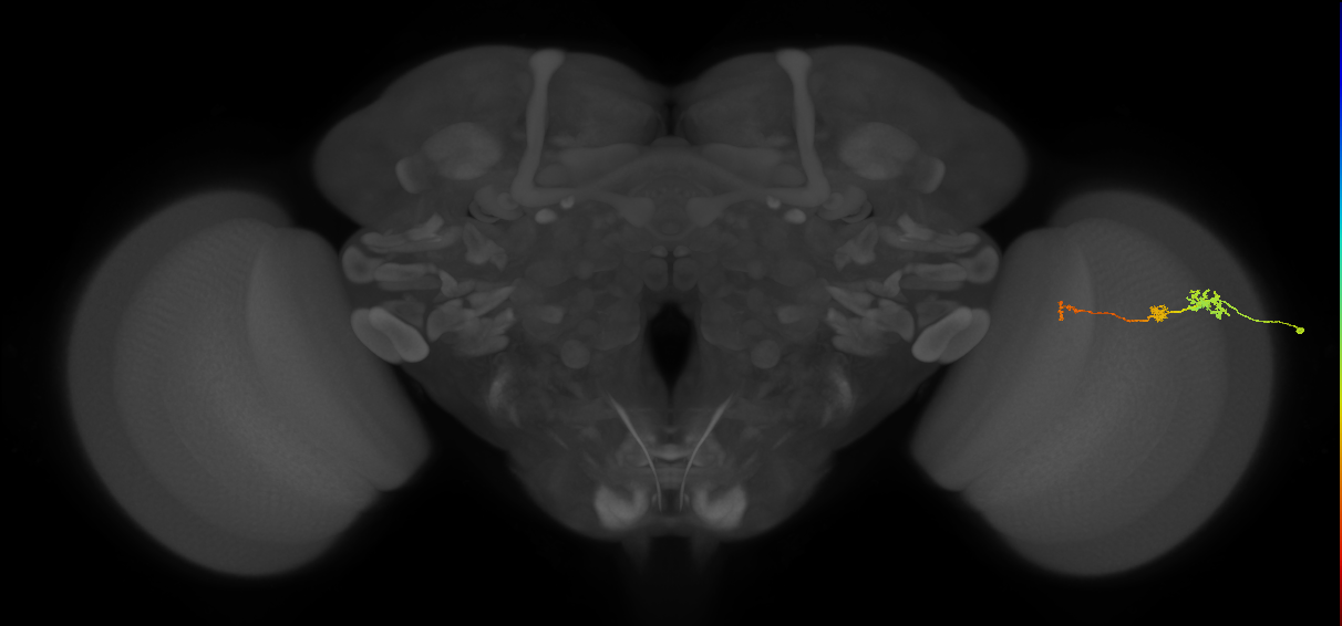 Tm6_R (MaleCNS:144661)