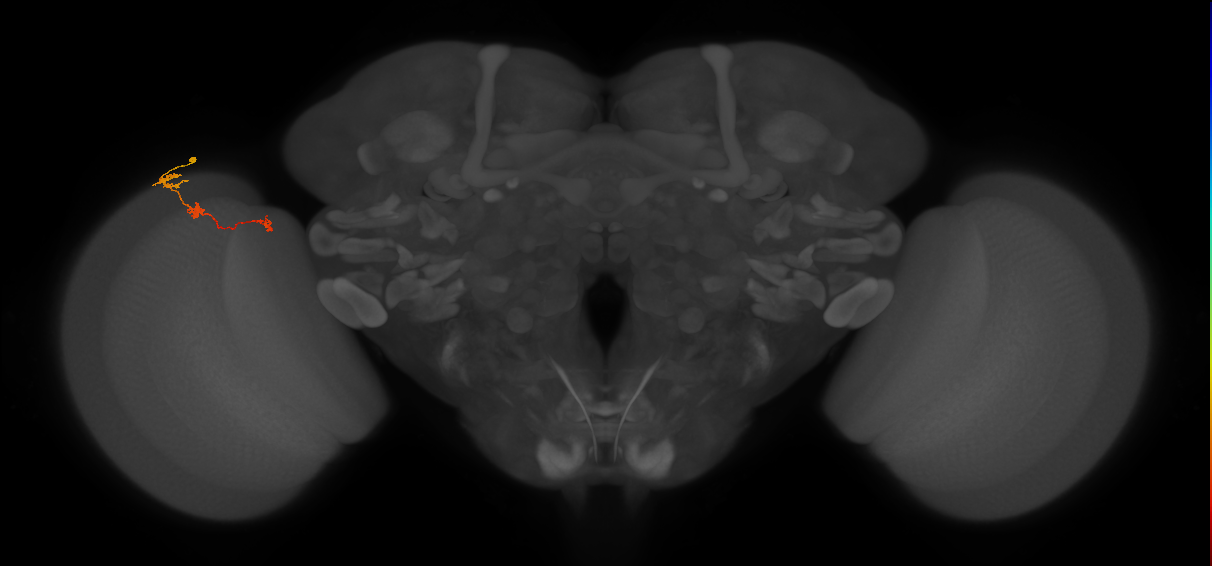 Tm6_L (MaleCNS:125936)