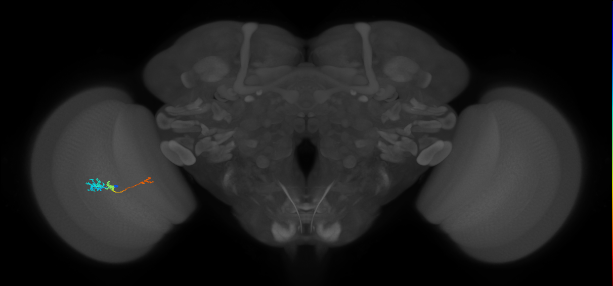 Tm6_L (MaleCNS:88139)