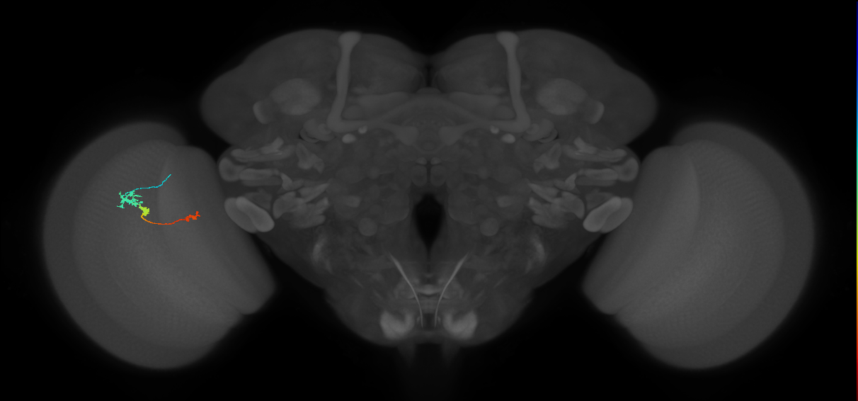 Tm6_L (MaleCNS:532699)