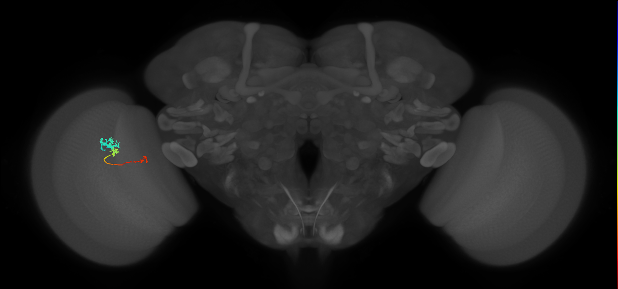Tm6_L (MaleCNS:65089)