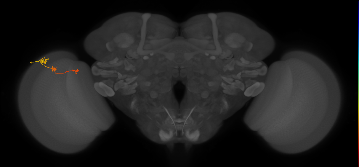 Tm6_L (MaleCNS:109978)