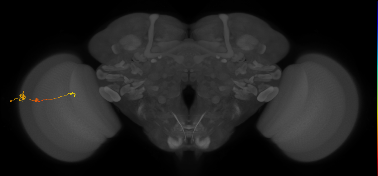 Tm6_L (MaleCNS:101135)