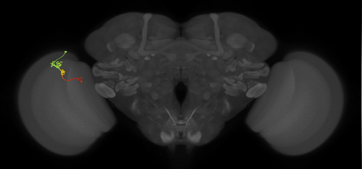 Tm6_L (MaleCNS:155752)