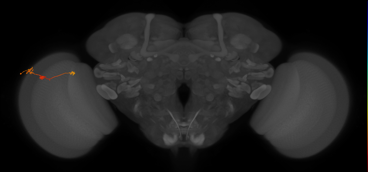 Tm6_L (MaleCNS:119078)