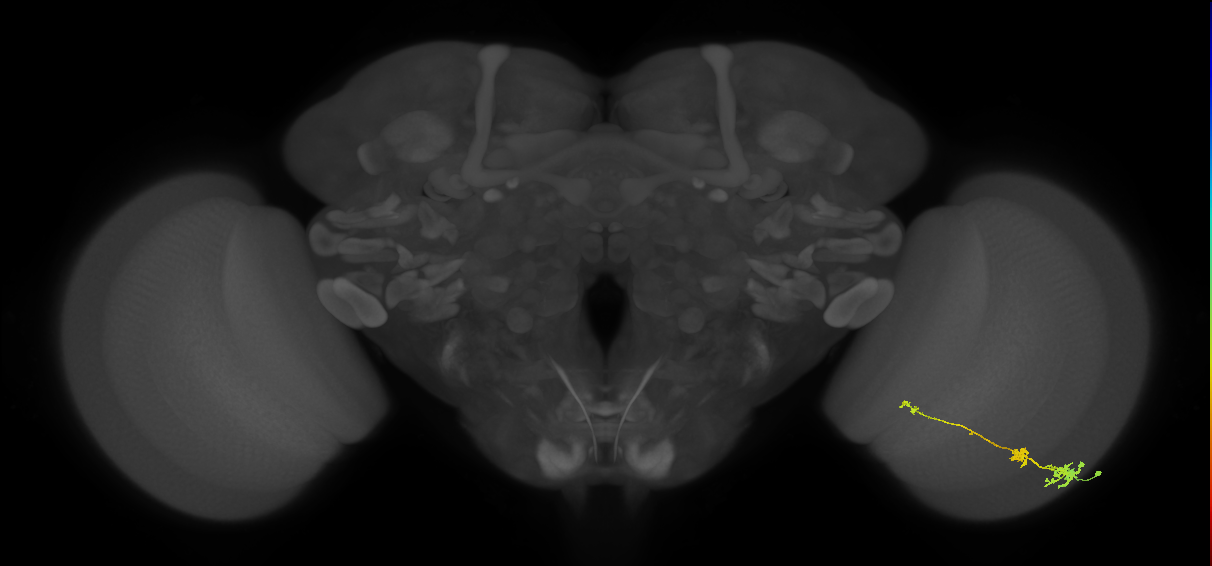 Tm6_R (MaleCNS:91904)