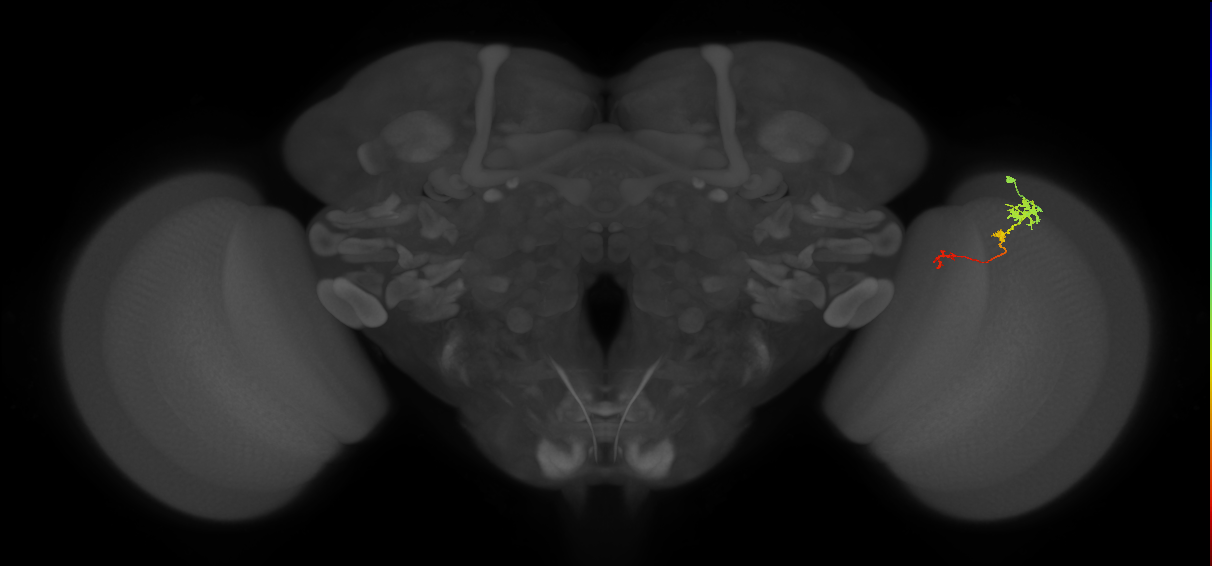 Tm6_R (MaleCNS:98753)