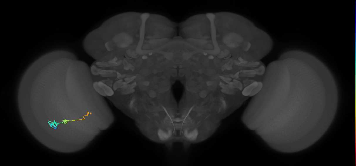 Tm6_L (MaleCNS:580267)