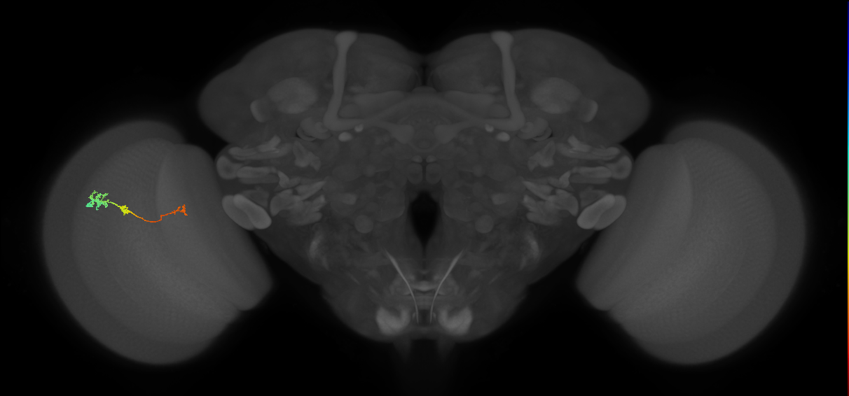 Tm6_L (MaleCNS:107530)