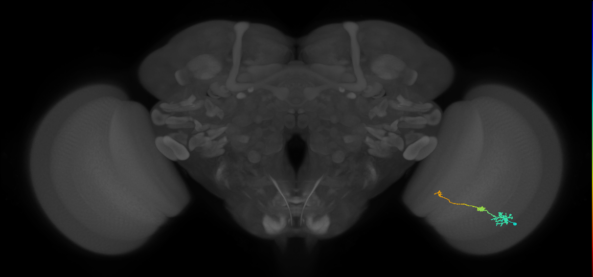 Tm6_R (MaleCNS:98715)