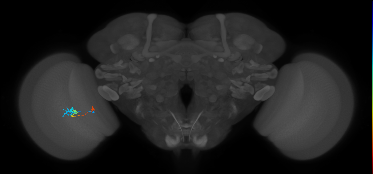 Tm6_L (MaleCNS:153071)