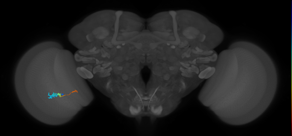 Tm6_L (MaleCNS:512289)