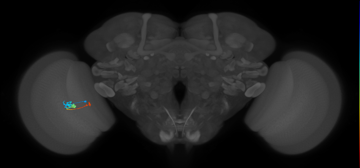 Tm6_L (MaleCNS:158033)