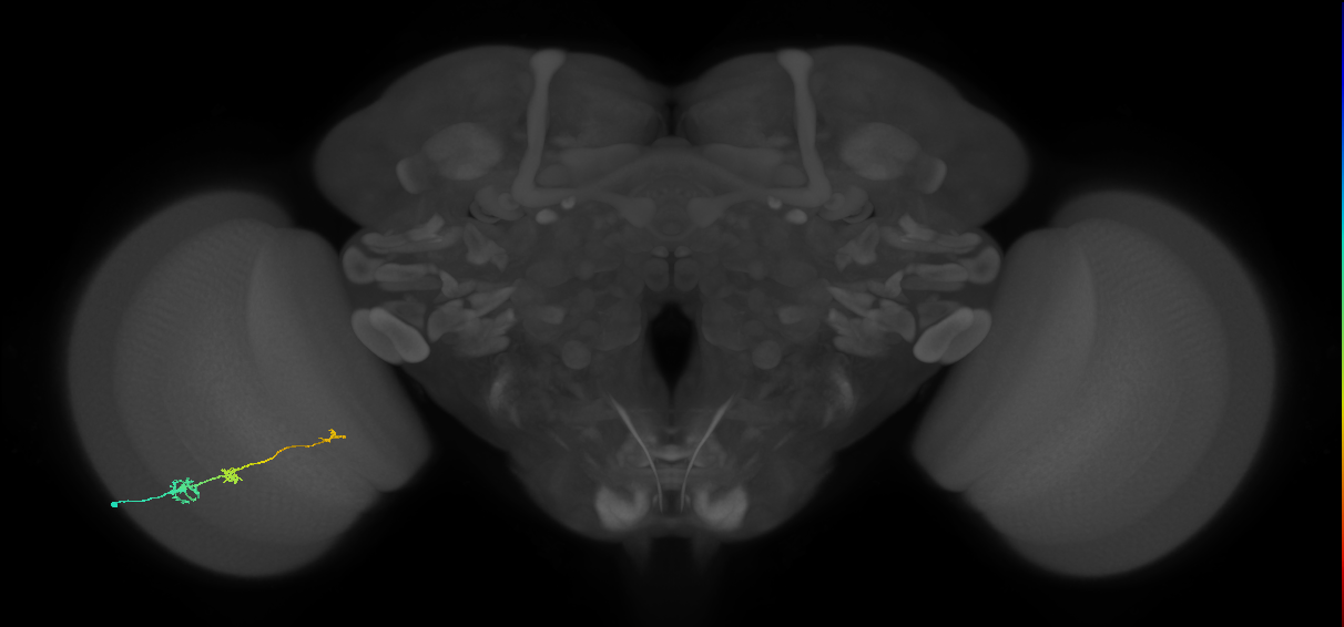 Tm6_L (MaleCNS:158086)