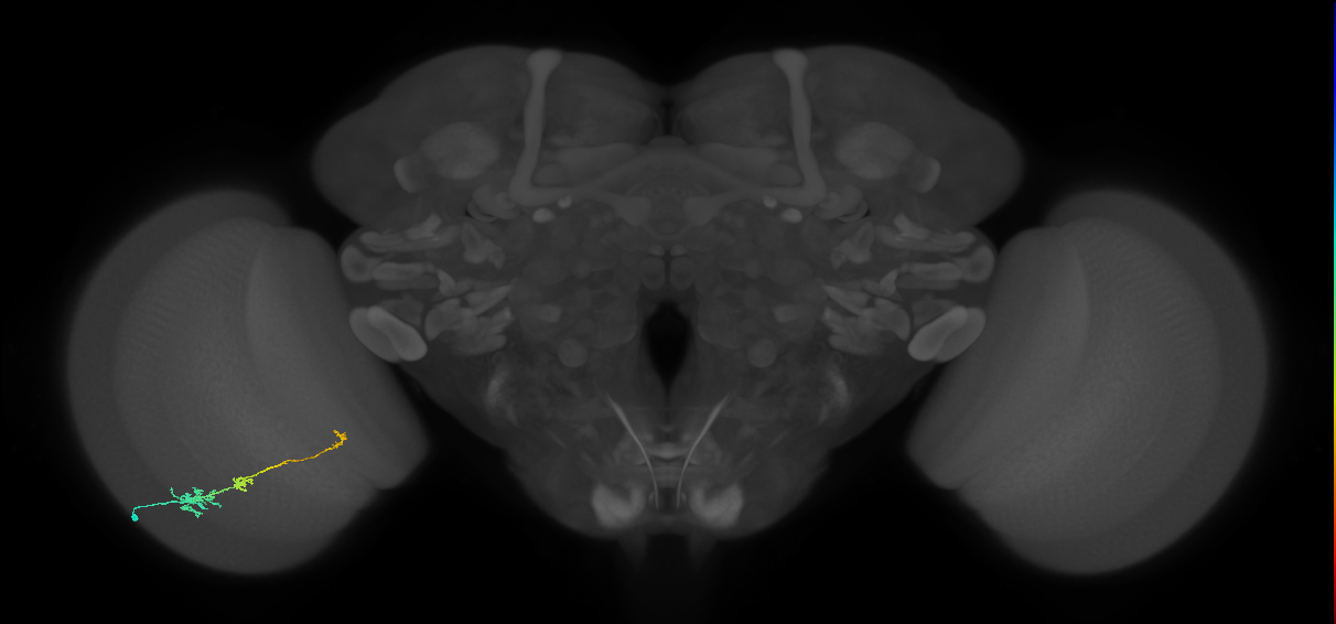Tm6_L (MaleCNS:156575)