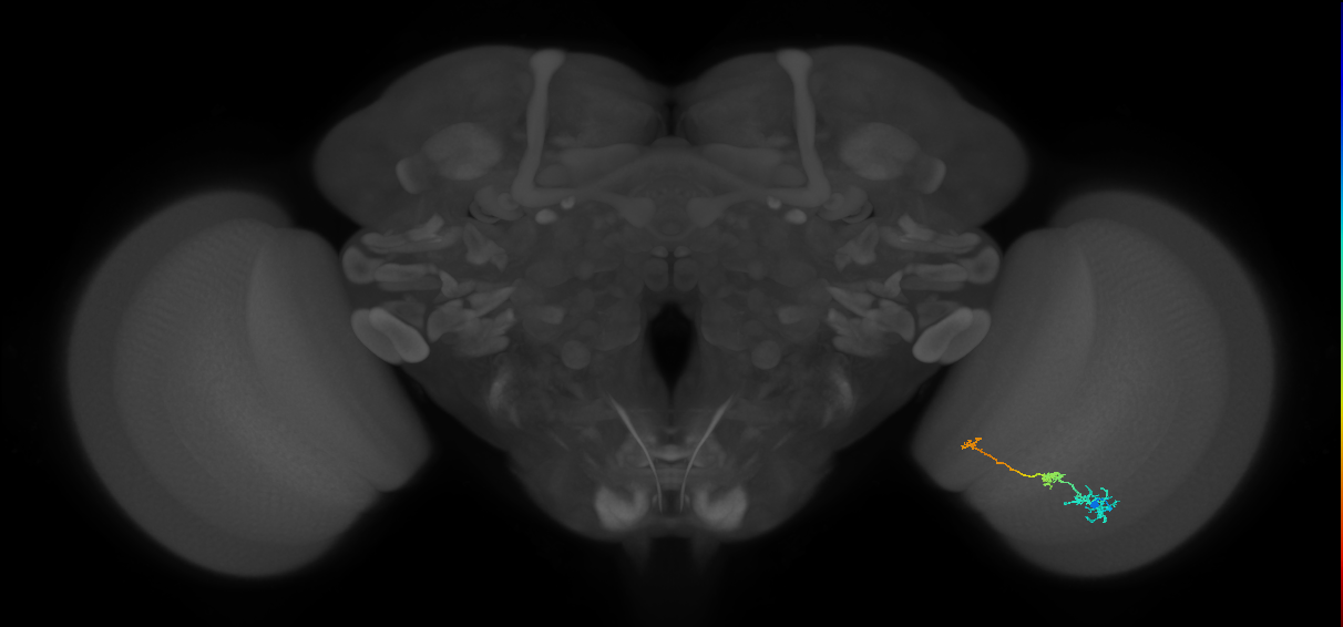 Tm6_R (MaleCNS:103094)