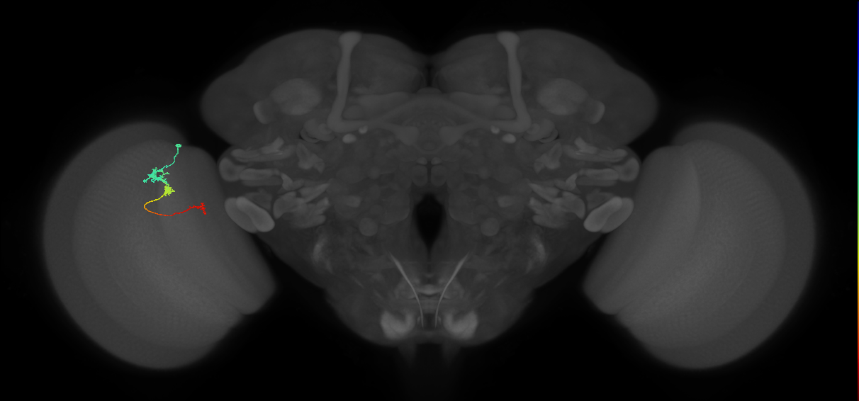 Tm6_L (MaleCNS:515984)
