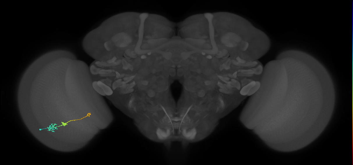 Tm6_L (MaleCNS:545072)