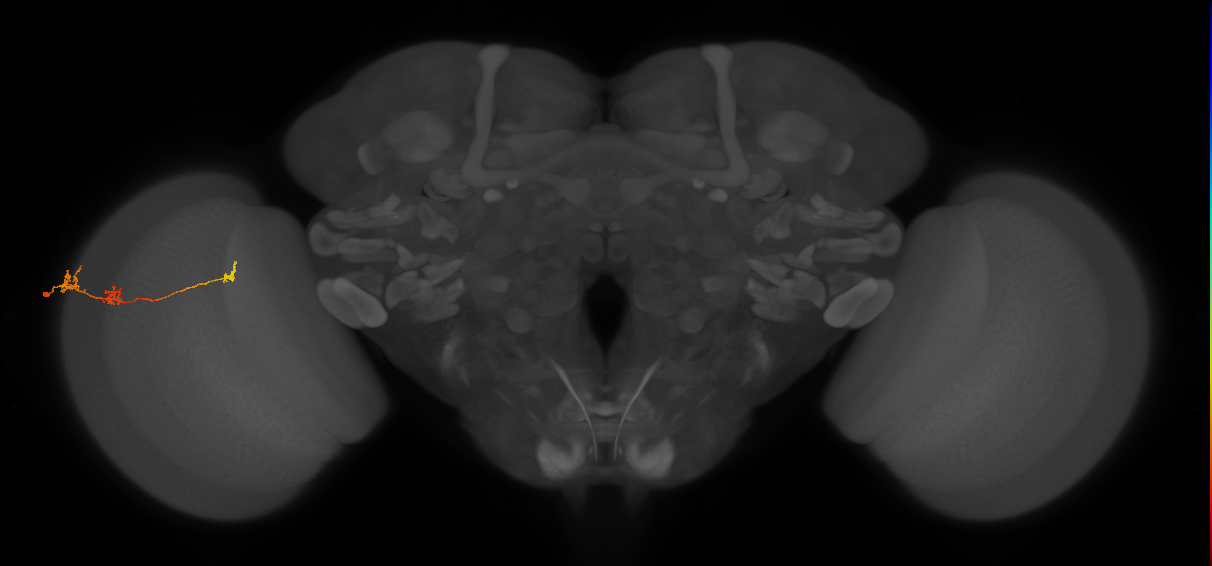 Tm6_L (MaleCNS:536633)