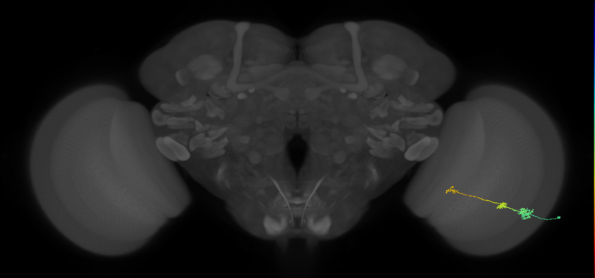 Tm6_R (MaleCNS:105339)