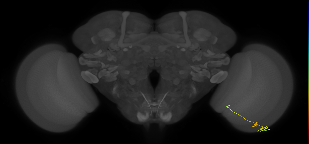 Tm6_R (MaleCNS:118562)