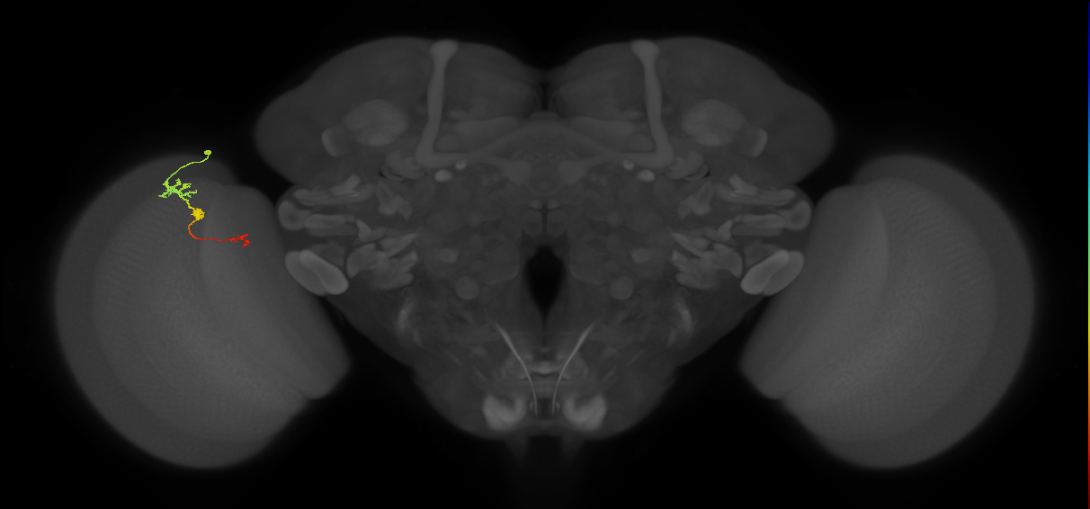 Tm6_L (MaleCNS:544169)
