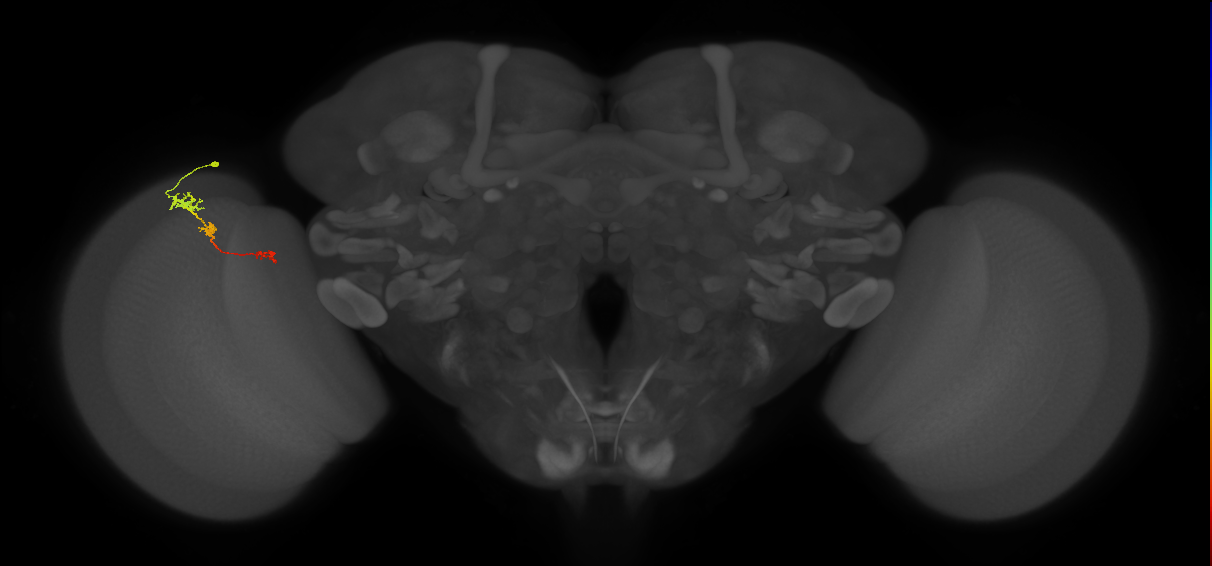 Tm6_L (MaleCNS:189581)