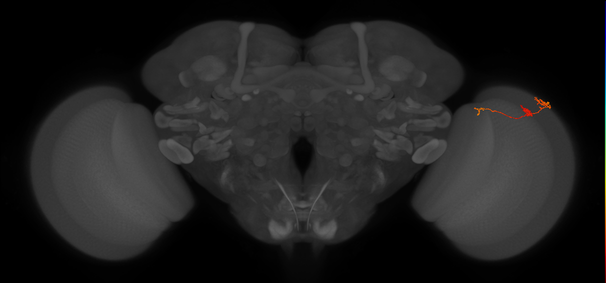 Tm6_R (MaleCNS:109918)
