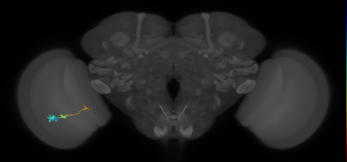 Tm6_L (MaleCNS:118372)