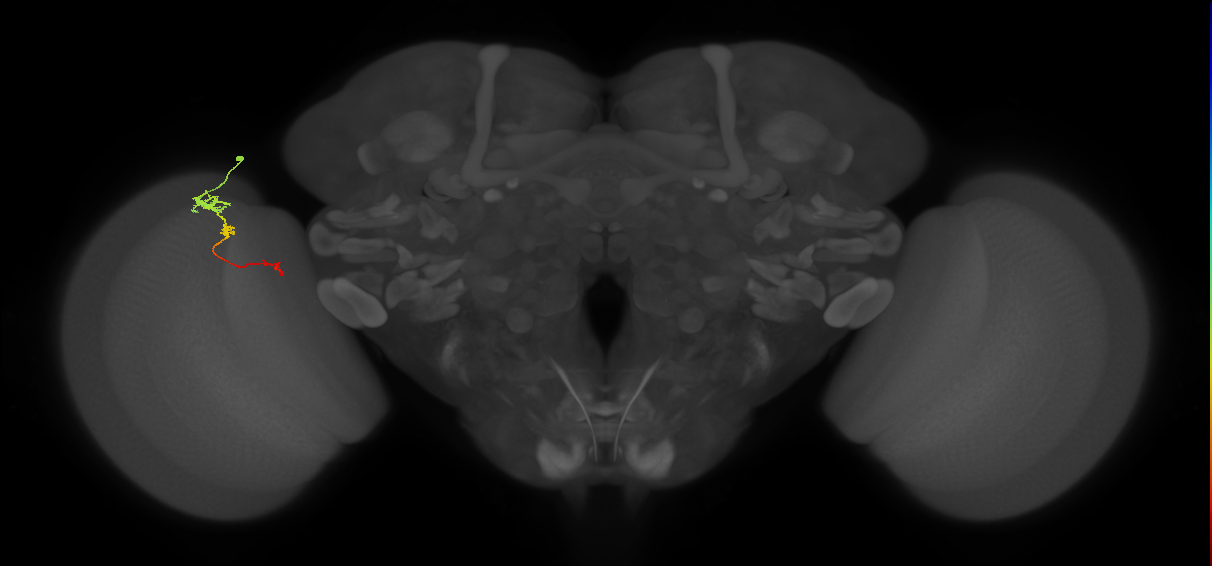 Tm6_L (MaleCNS:534391)