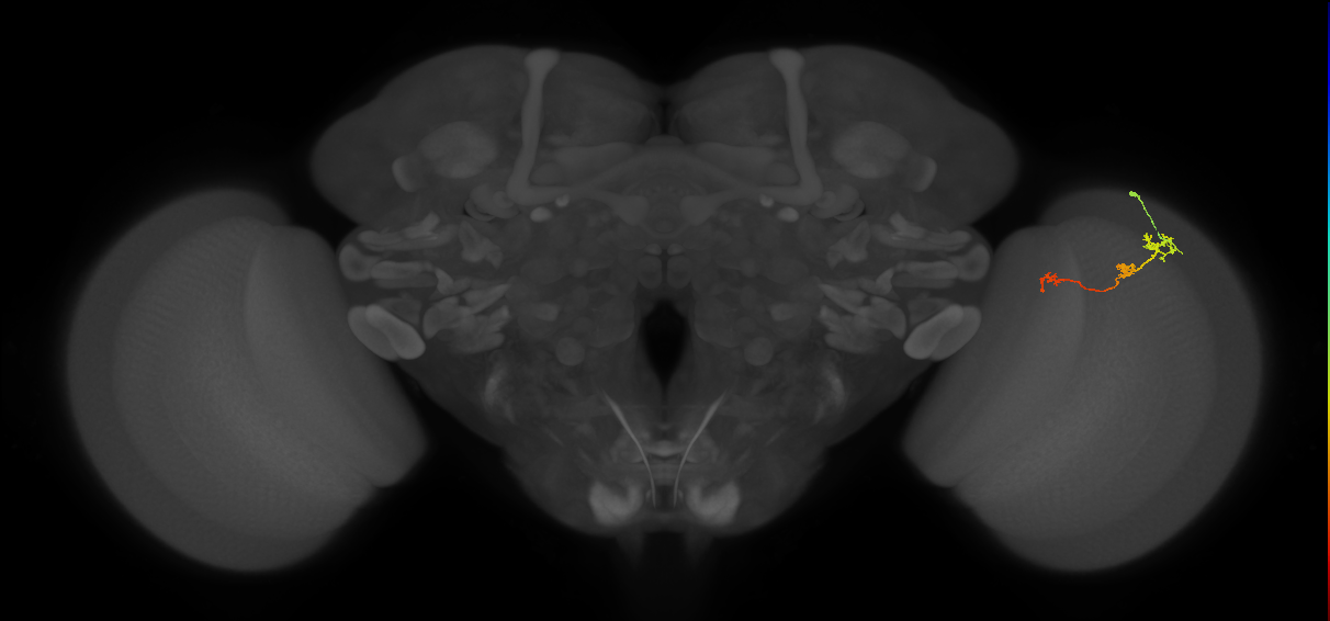 Tm6_R (MaleCNS:118718)