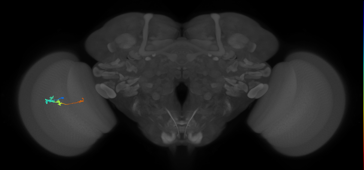Tm6_L (MaleCNS:128886)